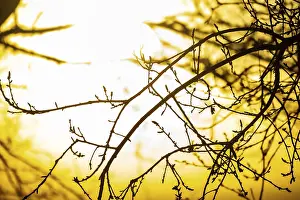 Drucke von Weiche Fokussierung erfasst ruhigen Baumkontur, Minimalistische Szene hebt friedliche natürliche Formen und warme Atmosphäre hervor Minimalistische Kunstwerke Drucke: Weiche Fokussierung erfasst ruhige Baumkontur.