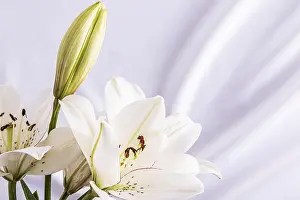 Drucke von Weiche Falten von weißem Satin und Lilienblumen dienen als Hintergrund für die Hochzeit und das Schreiben von Texten. Hochzeitskonzept Minimalistische Kunstwerke Drucke: Weiche Falten weißer Satin und Lilienblumen dienen als Hintergrund für die Hochzeit und das Schreiben von Texten
