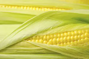 Deserted Agricultural Crop Scene Drucke: Soft light fresh raw corn background