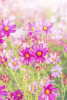 Deserted Blooming Flowers Drucke: Soft, selective focus of Cosmos