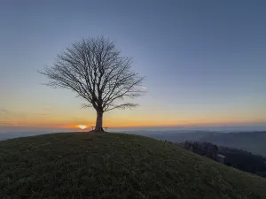 Drucke von Ein Solitär-Lindenbaum auf Drumlin, Sonnenuntergang, Vorder Arni, Sumiswald, Emmental, Bern, Schweiz Bern Drucke: Einzelbaum Zitronenbäume auf Drumlin