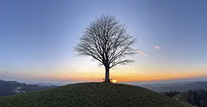 Hilly European Countryside Drucke: Solitaire lime tree on Drumlin
