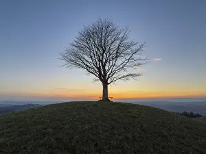 Drucke von Ein Solitär-Lindenbaum auf Drumlin, Sonnenuntergang, Vorder Arni, Sumiswald, Emmental, Bern, Schweiz Bern Drucke: Ein Solitär-Limbaum auf einem Drumlin.