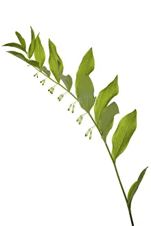 Polygonatum Multiflorum Drucke: Solomon's seal (Polygonatum multiflorum)