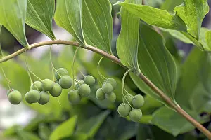 German Plant Life Drucke: Solomon's seal (Polygonatum multiflorum)
