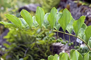 Bavaria Botanical Garden Drucke: Solomon's seal (Polygonatum multiflorum)