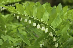 No People In Nature Photography Drucke: Solomon's seal (Polygonatum multiflorum)
