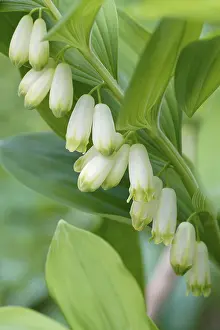 Gerahmter Druck : Salomonssiegel (Polygonatum multiflorum) Gerahmter Druck : Salomonssiegel (Polygonatum multiflorum)