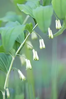 Natural Preserve UK Drucke: Solomon's seal (Polygonatum multiflorum)