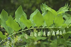 Deserted German Nature Scene Drucke: Solomon's Seal (Polygonatum odoratum)