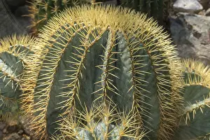 Botanical Garden Erlangen Drucke: Sonora barrel (Ferocactus echidne)