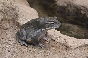 Captive Wildlife Animals Drucke: Sonora toad (Bufo alvarius), captive