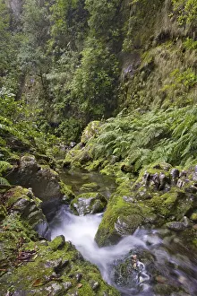 Drucke von Quelle der Levada do Rei, Ribeiro Bonito, São Jorge, Madeira, Portugal Bonito Drucke: Quelle der Levada do Rei, Ribeiro Bonito