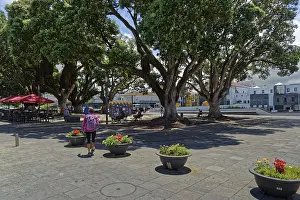 Azores Travel Photography Drucke: A spacious square with large trees