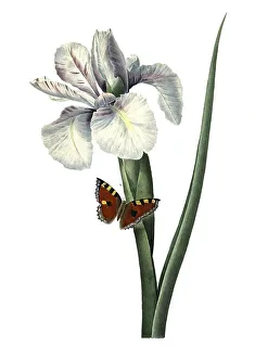 Colorful Wildflowers Drucke: Spanish iris or Spanish iris, Iris xiphium