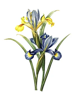 Vintage Flower Prints Drucke: Spanish iris or Spanish iris, Iris xiphium