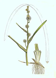Historic Plant Illustration Drucke: Sparganium emersum, Sparganium simplex