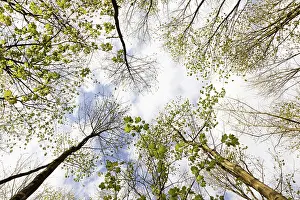 Deciduous Tree Spring Drucke: Sparingly leaved treetops in spring
