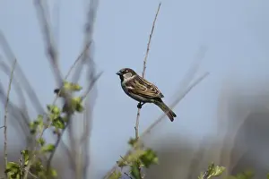 Natural Environment Bird Images Drucke: Sparrow on a branch of a currant