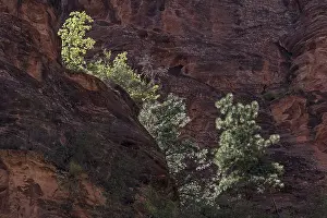 Outdoor Travel Photography Drucke: Sparse vegetation on red sandstone cliffs