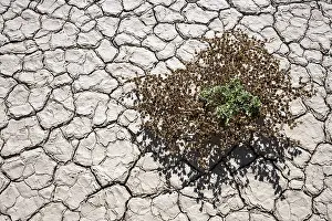 Dry Sandy Desert Scene Drucke: Sparse vegetation on the salt and clay pan
