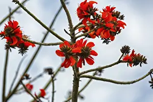 Deciduous Tree Branches Drucke: Spathodea (Spathodea campanulata)