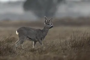 Denmark Wildlife Drucke: Special encounter in the evening