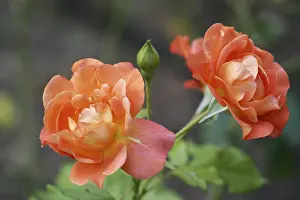 Close View Of A Rose Drucke: Special rose
