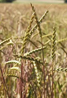 Spelt Grain Drucke: Spelt