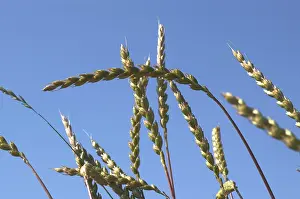 Agricultural Crop Nutrition Drucke: Spelt