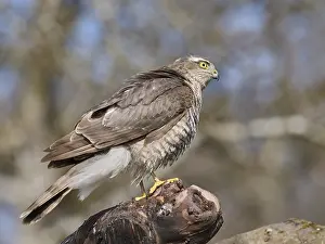 Drucke von Sperber Verwandte Bilder Drucke: Sperber