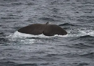 Sperm Whales In The Wild Drucke: Sperm whale, Physeter macrocephalus