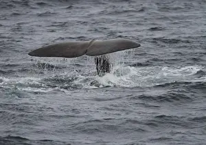 European Marine Animals Drucke: Sperm whale, Physeter macroxephalus