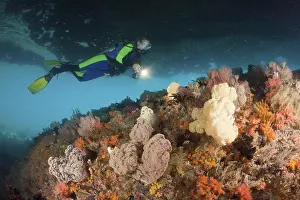 Soft Coral Reef Drucke: Spherical veil tree and diver, Dendronephthya mucronata