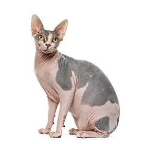Bright Studio Shot Drucke: Sphynx (1 year old)