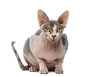 Hairless Cat Drucke: Sphynx (1 year old)