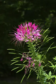 Brassicaceae Family Drucke: Spider flower