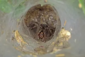 Wildlife Habitat Images Drucke: Spider funnel web, spider web
