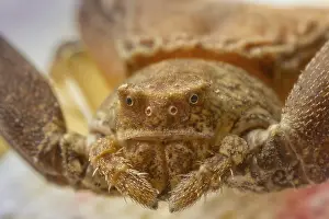 Animal Feed Search Drucke: Spider head close up. Macro