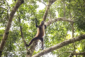 Drucke von Ein Spinnenaffe klettert in dichten Regenwaldschatten eines Baumes. Ein Wildtier in seinem natürlichen Lebensraum, Manzanillo, Limón, Costa Rica Klammeraffe Drucke: Affe-Spinnenschildkröte in dichter tropischer Regenwald-Dachvegetation.