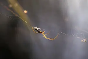 Drucke von Spinne im Netz Kinderzimmer Web Spinne Drucke: Spinne im Netz.