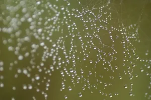 Dew Drop Drucke: Spider net with dew drop