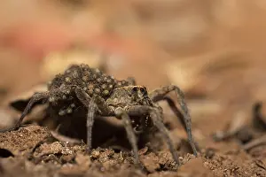 Gerahmter Druck : Spinnentier mit Nachwuchs, Caprivi, Namibia.