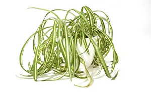 Agavoideae Family Drucke: Spider plant