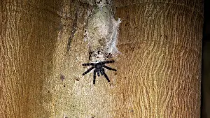 Drucke von Eine Spinne auf Baumrinde mit einem Netz, gut getarnt in ihren natürlichen Umgebung, eine Baumbewohnende Vogelspinne im Amazonasbecken nahe Rurrenabaque in Bolivien (Avicularia) Netzspinne Drucke: Ein Spinnennetz auf Baumrinde mit einer Spinne.