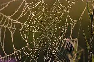 Northern Germany Deserted Landscape Drucke: Spider web in backlight, Lower Saxony, Germany