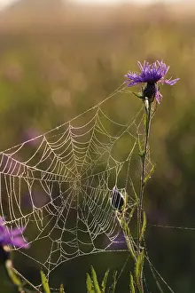 Central Europe Deserted Landscapes Drucke: Spider web in backlight, Lower Saxony, Germany