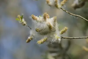 Bavaria Nature Scene Drucke: Spider web on a branch in nature in spring