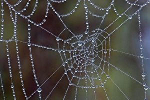 Backlit Spider Web Drucke: Spider web covered with dew drops