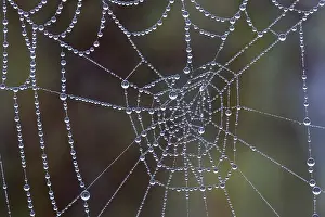 Backlit Spider Web Drucke: Spider web covered with dew drops
